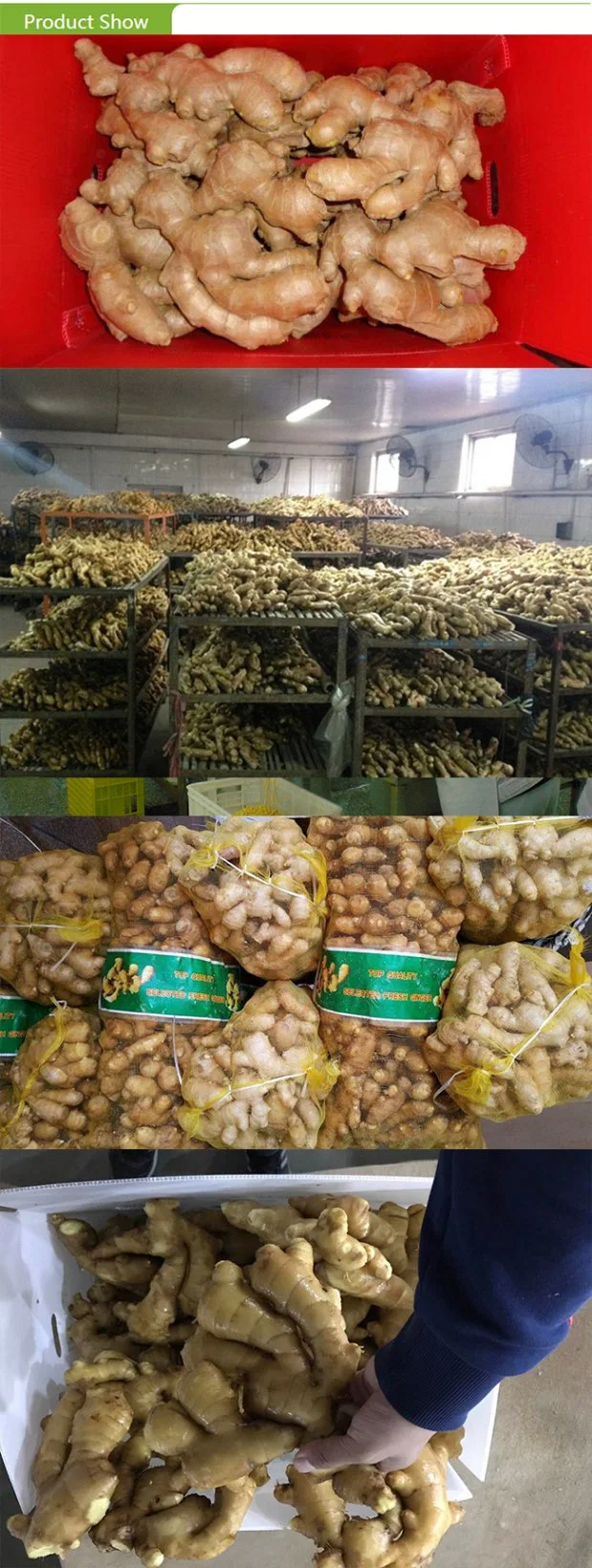 Top Quality Frozen Diced Ginger with Best Price